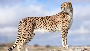 فیلمی  از یوزپلنگ آسیایی در پارک ملی توران
