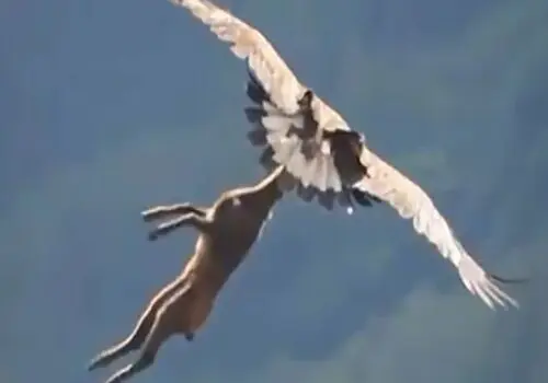 لحظه‌ی شگفت انگیز شکار بز کوهی توسط عقاب!