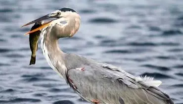 صحنه ای عجیب از نجات ماهی توسط مرغ ماهی خوار+ فیلم