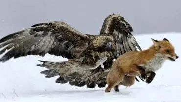 زرنگی عجیب این عقاب در دزدیدن شکار روباه+ فیلم