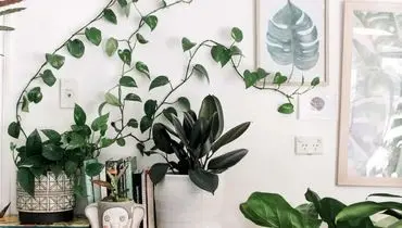 بهترین گیاهان آپارتمانی از نظر فنگ شویی
