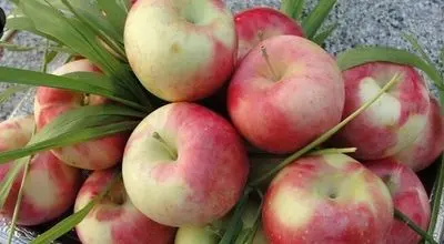 با خوردن این میوه دیگر نیازی به دکتر ندارید
