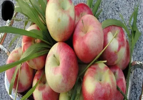 بهترین ساعت خوردن میوه برای لاغری؛ کدام میوه‌ بهتر است؟