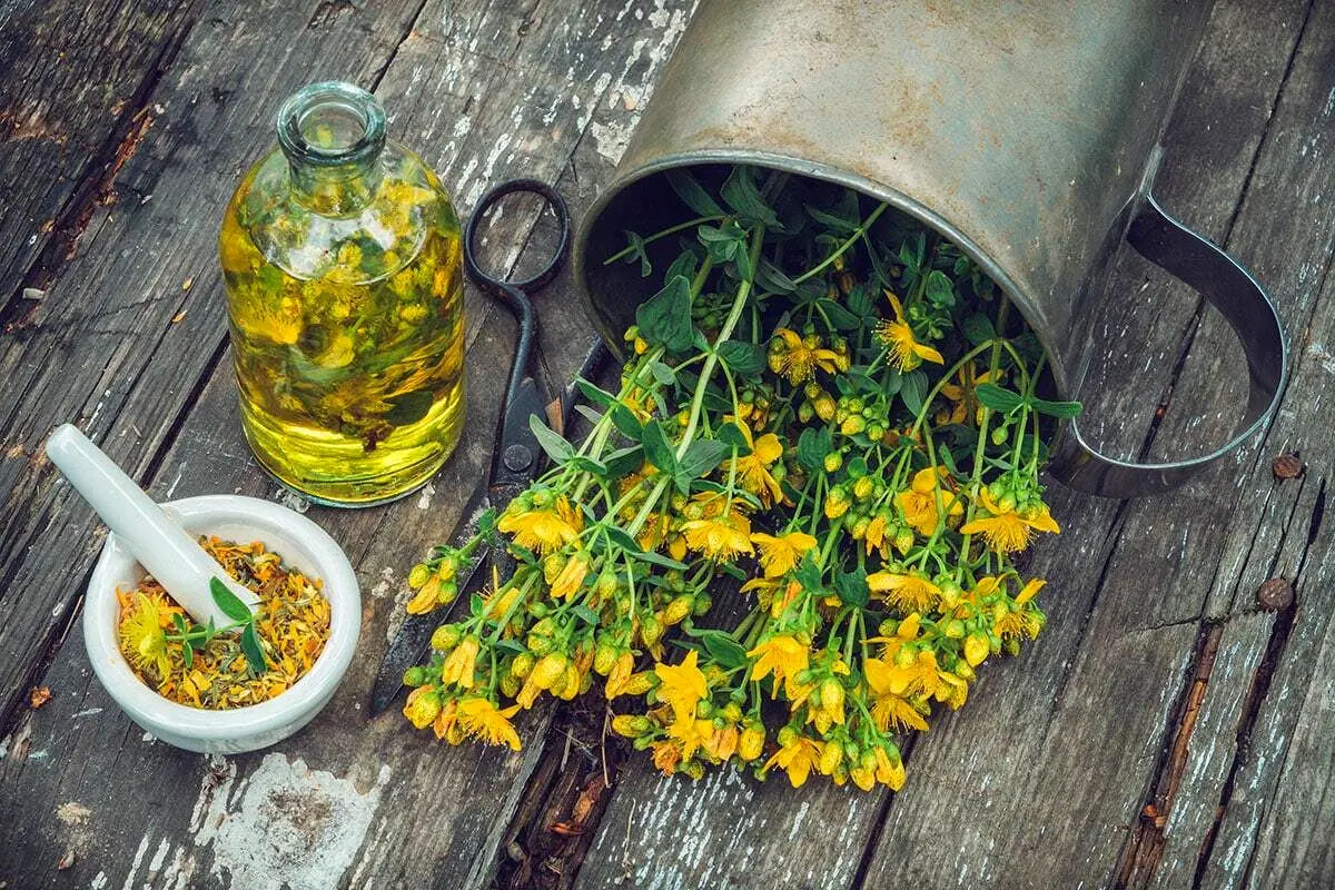 درمان فوری اضطراب با دمنوش گل راعی