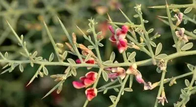 عرق خارشتر چه خواصی برای بدن دارد؟