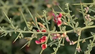 عرق خارشتر چه خواصی برای بدن دارد؟