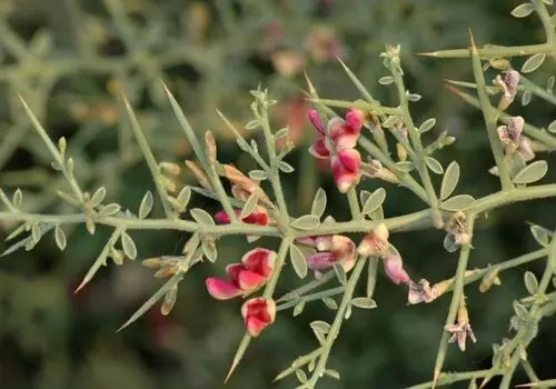 چربی خون با این میوه کنترل کنید  