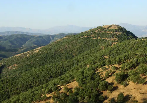 دستگیری عامل اصلی مسمومیت الکلی و فوت ۹ گیلانی