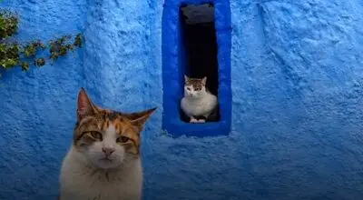 شفشاون؛ شهر آبی مراکش و پاتوق گربه‌های دوست‌داشتنی+تصاویر