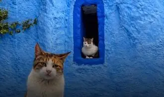 شفشاون؛ شهر آبی مراکش و پاتوق گربه‌های دوست‌داشتنی+تصاویر