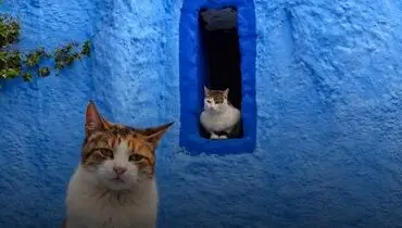 شفشاون؛ شهر آبی مراکش و پاتوق گربه‌های دوست‌داشتنی+تصاویر