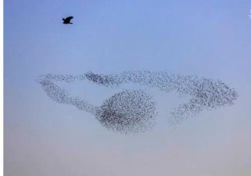 تصویر جالب پناه بردن پرندگان از سرما به لاستیک خودرو+ فیلم