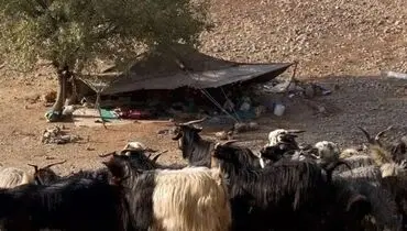 ایرانیان باستان ۹ هزار سال پیش «شیر» می‌نوشیدند!