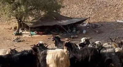 ایرانیان باستان ۹ هزار سال پیش «شیر» می‌نوشیدند!