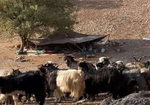 شیر را گرم بنوشیم یا سرد؟