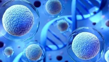 کشف پروتئینی با توانایی جوان‌سازی سلول‌های بنیادی

