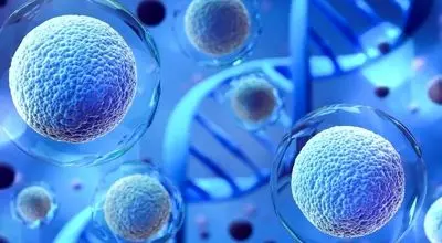 کشف پروتئینی با توانایی جوان‌سازی سلول‌های بنیادی

