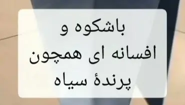 بازنشستگی شجاعانه کلاغ 3چشم/ نگاهی به تاریخ یک پرنده افسانه‌ای