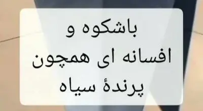 بازنشستگی شجاعانه کلاغ 3چشم/ نگاهی به تاریخ یک پرنده افسانه‌ای