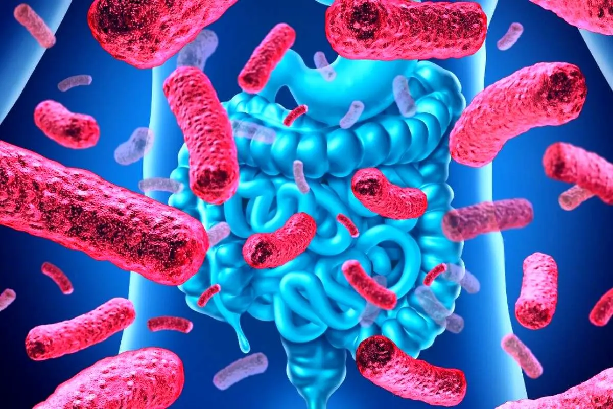 دلیل اصلی مفید بودن باکتری های روده چیست؟