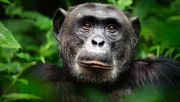 کشف جالب داشمندان؛ خیال‌پردازی مختص انسان نیست
