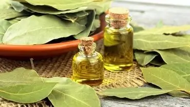 خواص درمانی و شگفت‌انگیز برگ‌بو