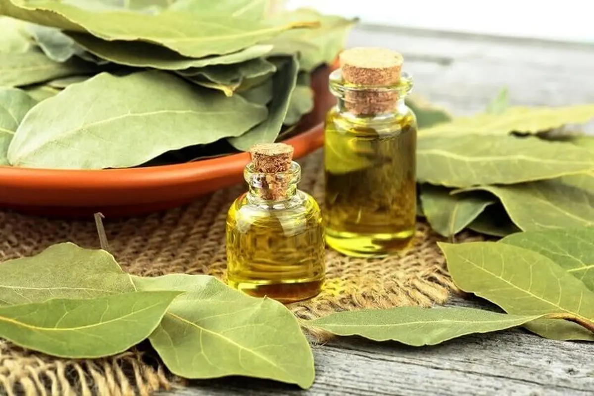 خواص درمانی و شگفتانگیز برگبو