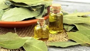 خواص درمانی و شگفت‌انگیز برگ‌بو
