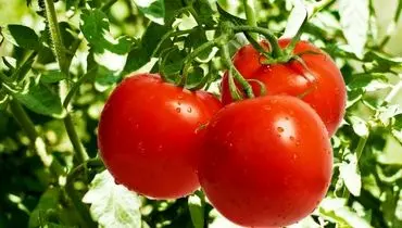 گوجه فرنگی و موز ارزان می‌شود/ قیمت هر کیلو انار چند؟
