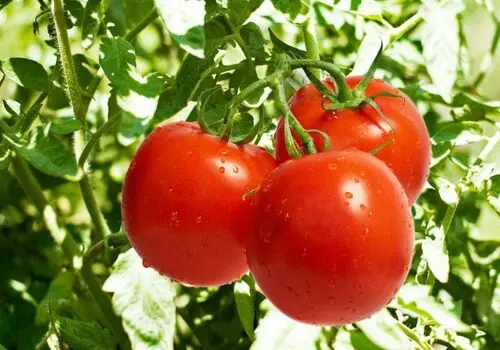 نوسان شدید قیمت گوجه‌فرنگی/بازار میوه دلاری شد
