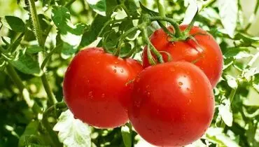 گوجه فرنگی و موز ارزان می‌شود/ قیمت هر کیلو انار چند؟
