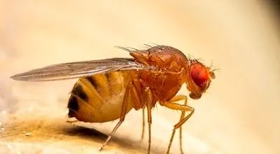 به هیچ عنوان نزدیک این زنبور غول پیکر نشوید+ فیلم