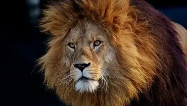 شجاعت تماشایی دامداران آفریقایی در برابر شیرها + فیلم