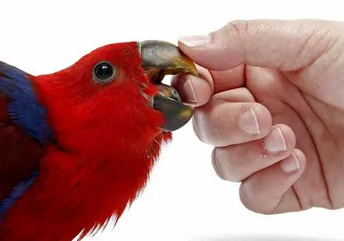 چگونه می توانیم آرایش کنیم؟
