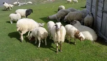 قیمت دام زنده امروز ۲۱ آبان 1404 + جدول