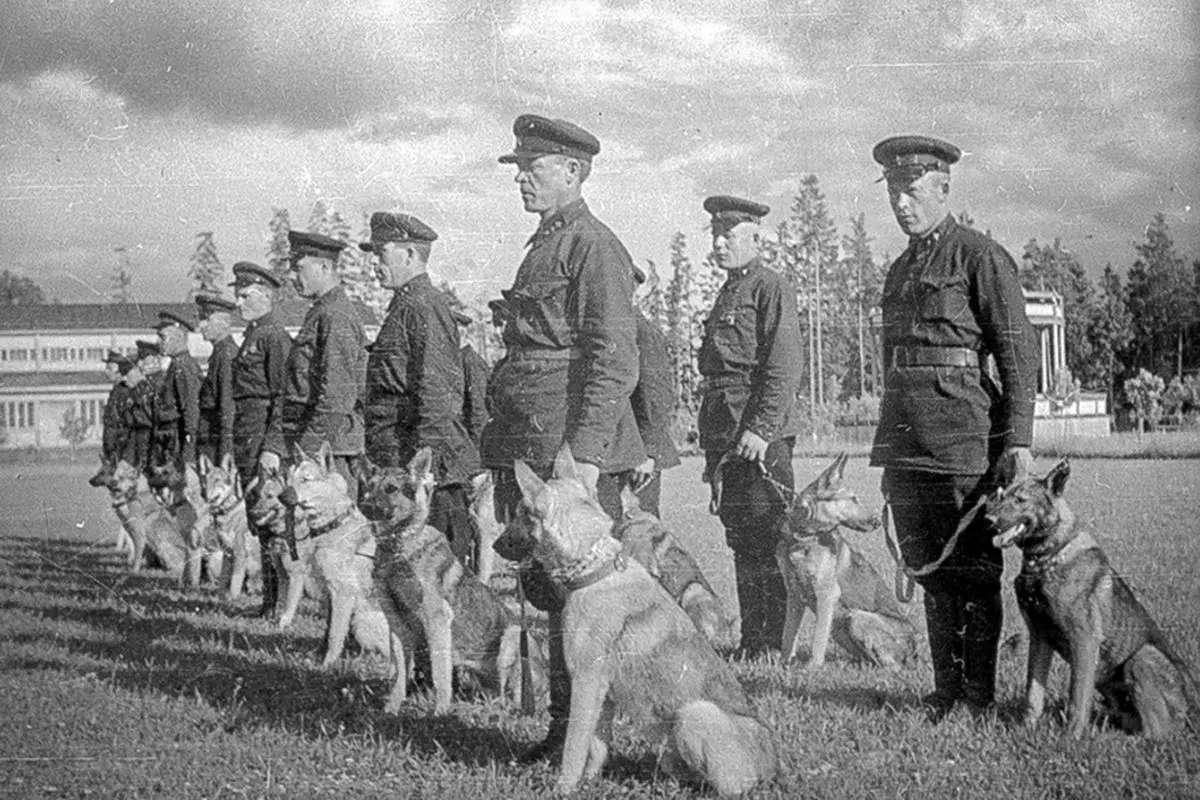 شکست سهمگین ارتش هیتلر توسط سگ های ضد تانک شوروی 