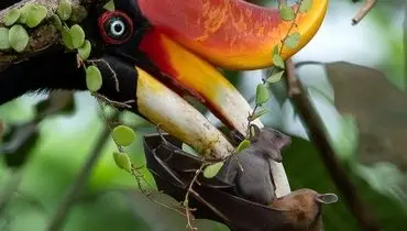 از ابزار شکار تا جواهر طبیعت؛ عجیب‌ترین منقارهای پرندگان را ببینید! + عکس