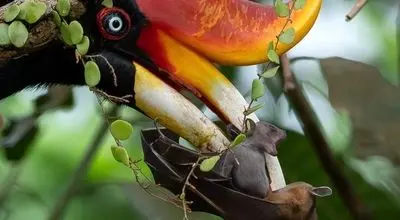 از ابزار شکار تا جواهر طبیعت؛ عجیب‌ترین منقارهای پرندگان را ببینید! + عکس