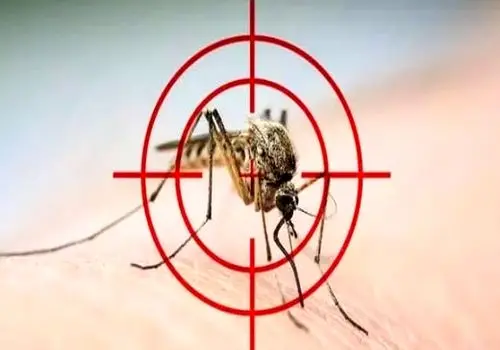 پیامدهای انقراض پشه‌ها؛ نقش پشه در زنجیره غذایی و سلامت انسان 