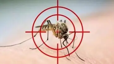 در صورت کشتن تمام پشه‌های کره زمین چه اتفاقی رخ می‌دهد؟