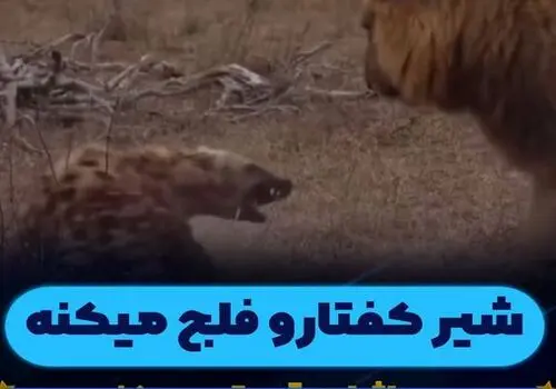 دعوای مارموت‌ها وسط خیابانی در چین + فیلم
