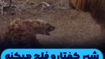 شیر قدرت خود را با فلج کردن کفتار به نمایش گذاشت + ویدیو