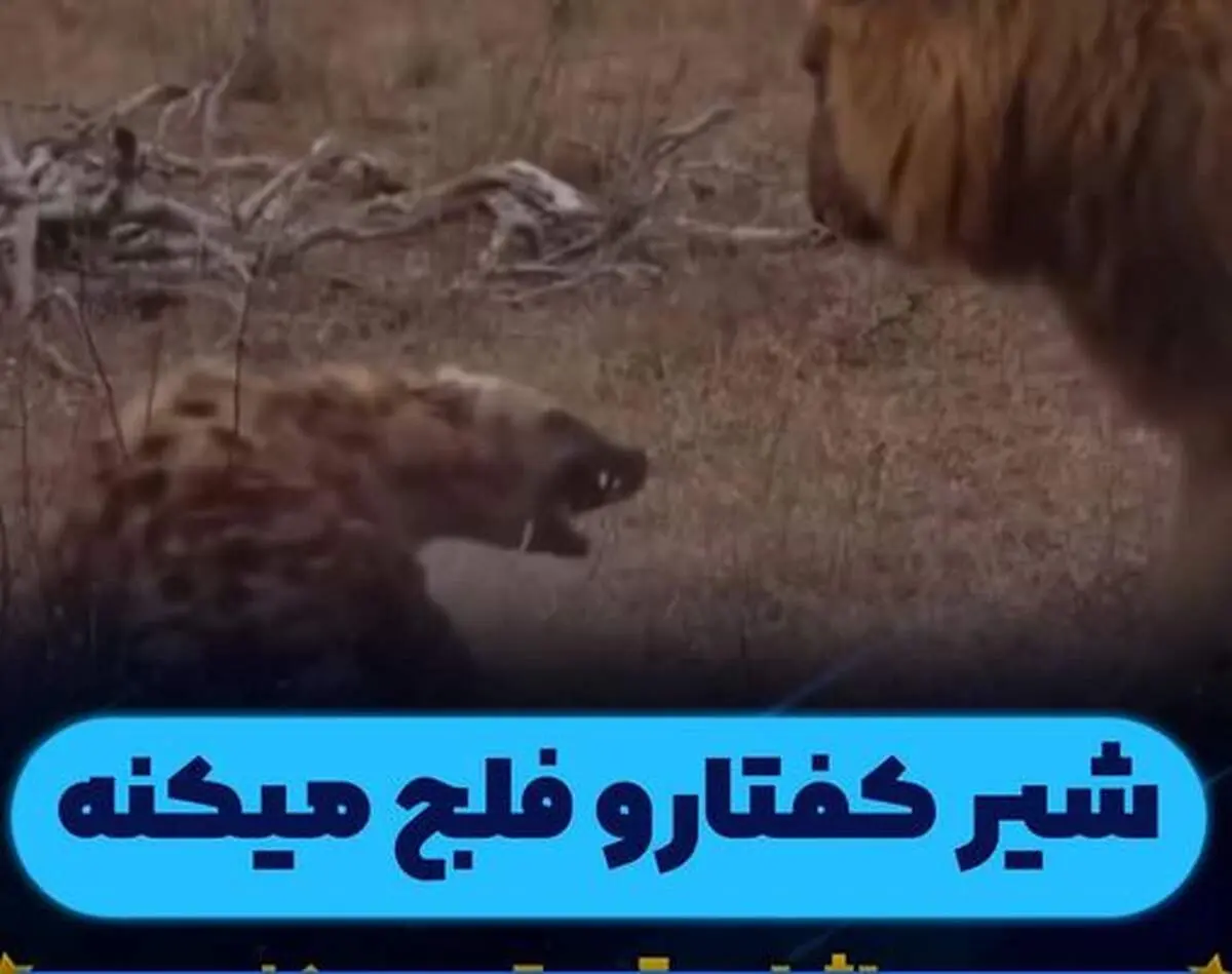شیر قدرت خود را با فلج کردن کفتار به نمایش گذاشت + ویدیو