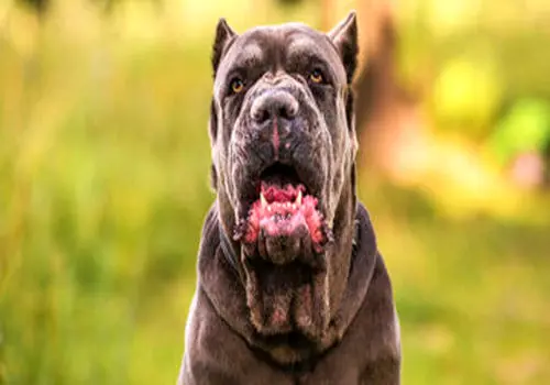 این نژاد مخوف سگ ماستیف قاتل گرگ است!+ تصاویر