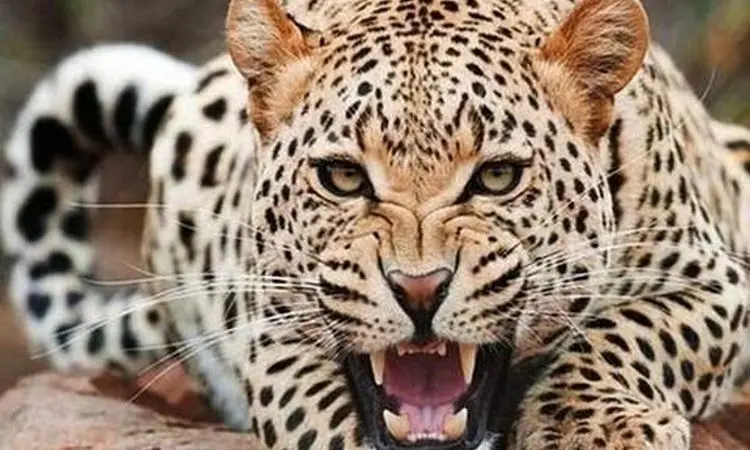 لحظه ماهیگیری پلنگ از آب گل آلود + فیلم
