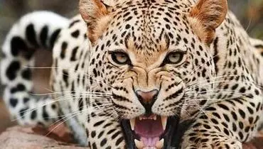 لحظه ماهیگیری پلنگ از آب گل آلود + فیلم
