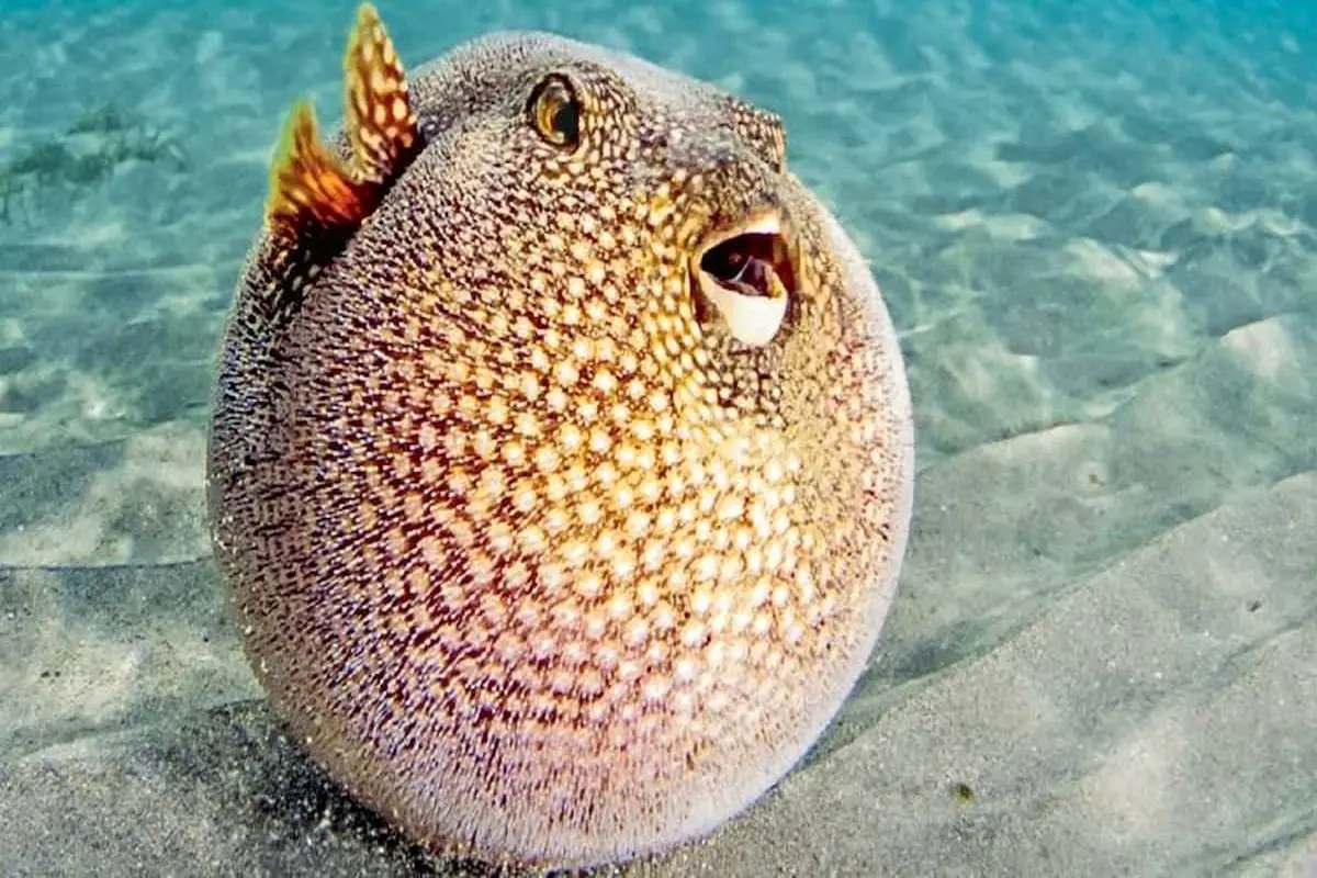 Какой шанс иглобрюха. Какой шанс иглобрюха. Какой шанс иглобрюха. Плодовый иглобрюх. Морской ёж иглобрюх.