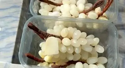 گوشت و تخم‌مرغِ سنگی در یک سوپرمارکت متفاوت | عکس