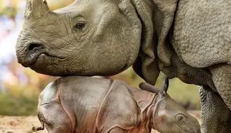 مقاومت دیدنی کرگدن در برابر حمله شیرها + فیلم