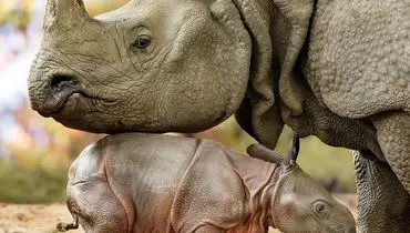 مقاومت دیدنی کرگدن در برابر حمله شیرها + فیلم